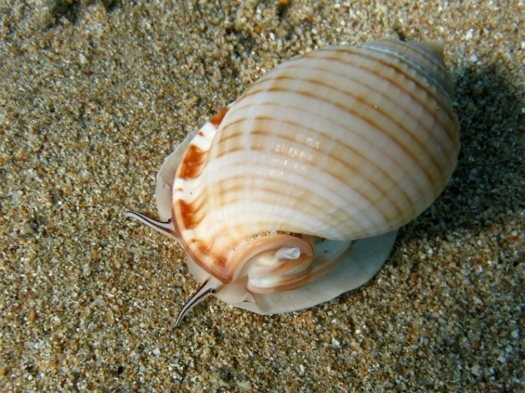 Semicassis granulata